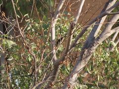 Cissomela pectoralis