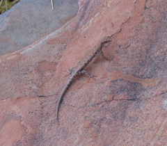 Cryptoblepharus zoticus