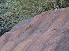 Cryptoblepharus zoticus