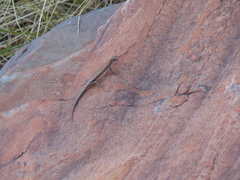 Cryptoblepharus zoticus