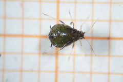 Brachycaudus cardui