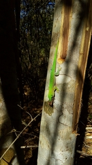 Phelsuma kochi