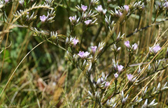 Goniolimon besserianum