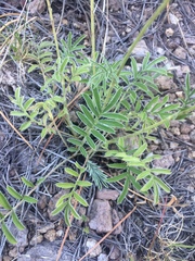 Potentilla crinita
