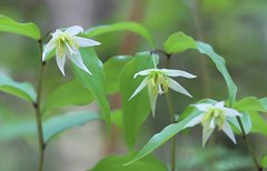 Disporum smilacinum