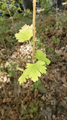 Ribes roezlii