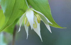 Disporum smilacinum