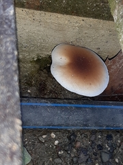 Cyclocybe parasitica
