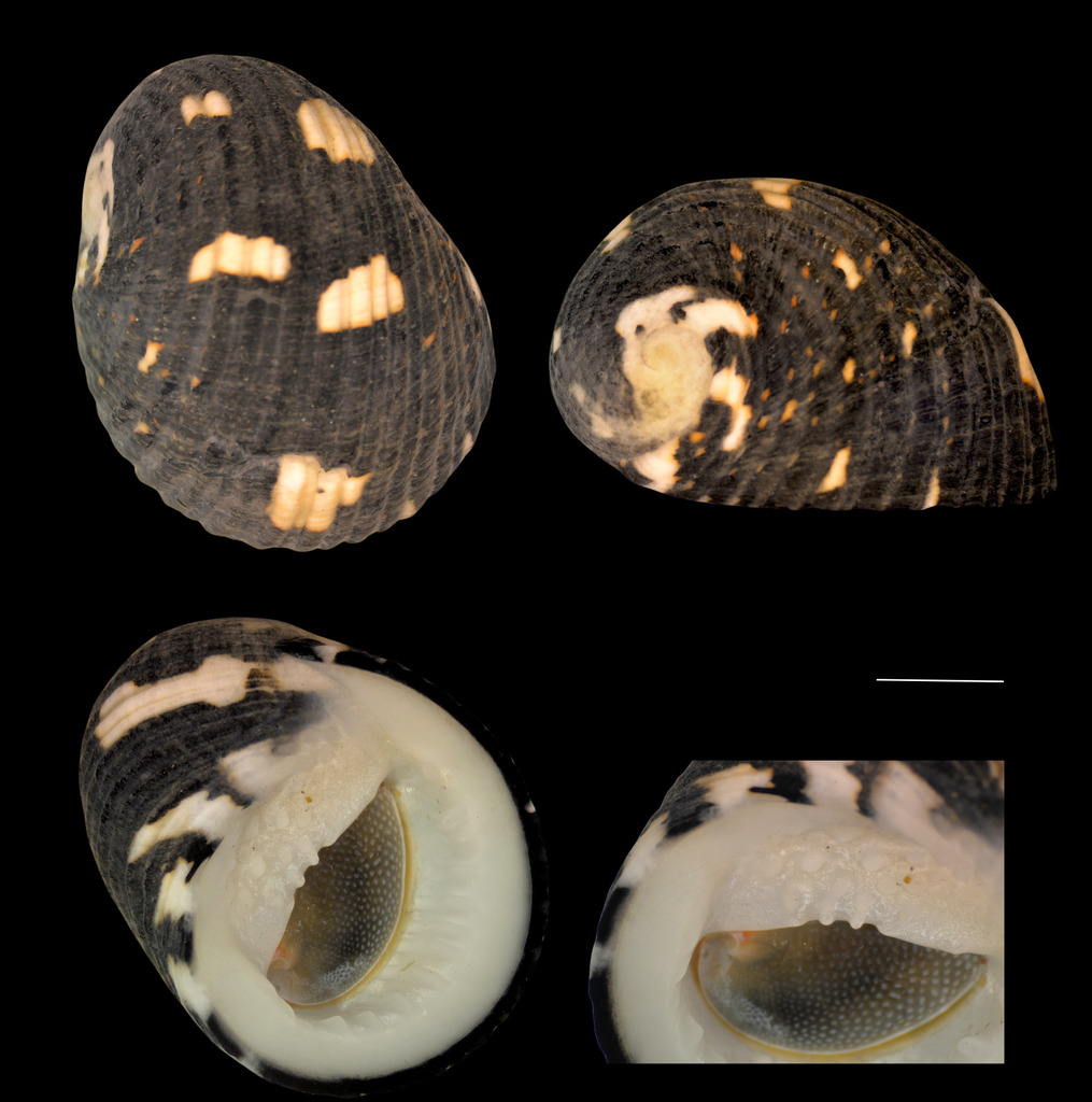 Nerita funiculata