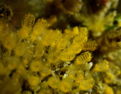 Pycnoclavella stanleyi