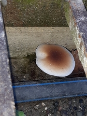 Cyclocybe parasitica