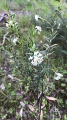 Pimelea stricta