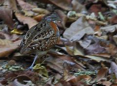 Turnix nigricollis