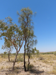 Hakea chordophylla