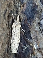 Scoparia chalicodes