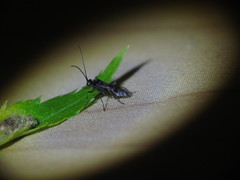 Dinocampus coccinellae paralysis virus