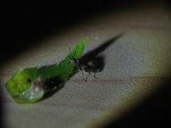 Dinocampus coccinellae paralysis virus