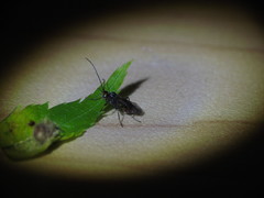 Dinocampus coccinellae paralysis virus