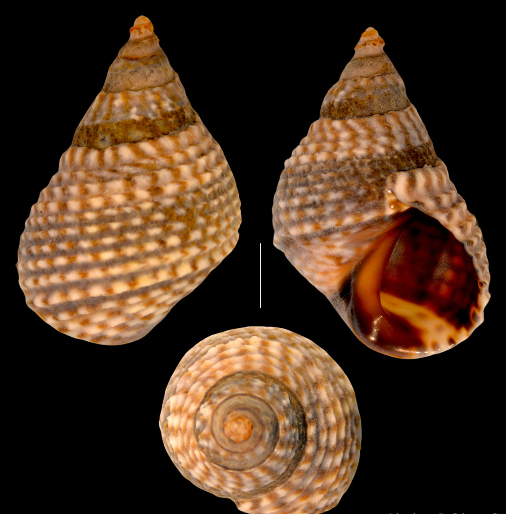 Echinolittorina aspera