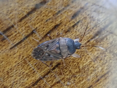 Megadrymus