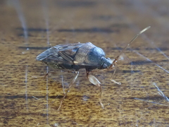 Megadrymus