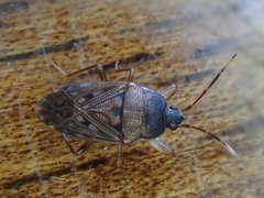 Megadrymus