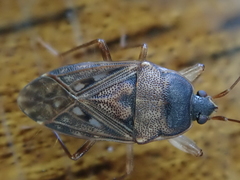 Megadrymus