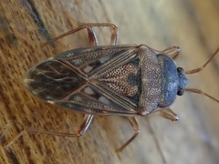 Megadrymus
