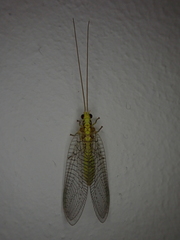 Chrysopidae