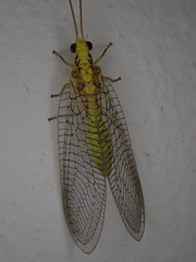 Chrysopidae