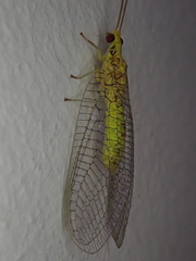 Chrysopidae