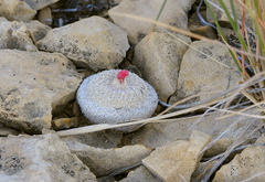 Epithelantha bokei