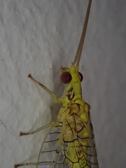 Chrysopidae