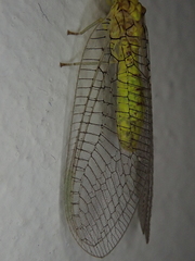 Chrysopidae