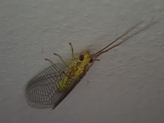 Chrysopidae
