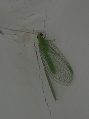 Chrysopidae