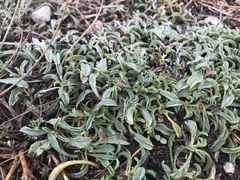 Convolvulus lineatus