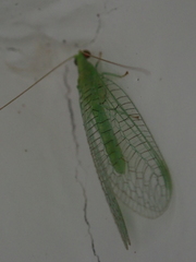 Chrysopidae