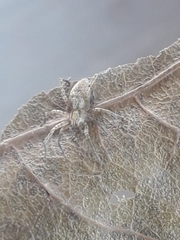 Agelenidae