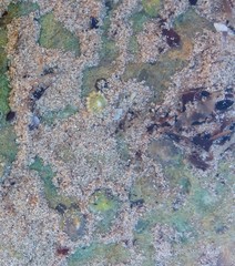Siphonaria zelandica