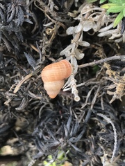 Tudorella multisulcata