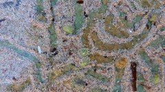 Siphonaria zelandica
