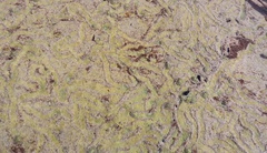 Siphonaria zelandica