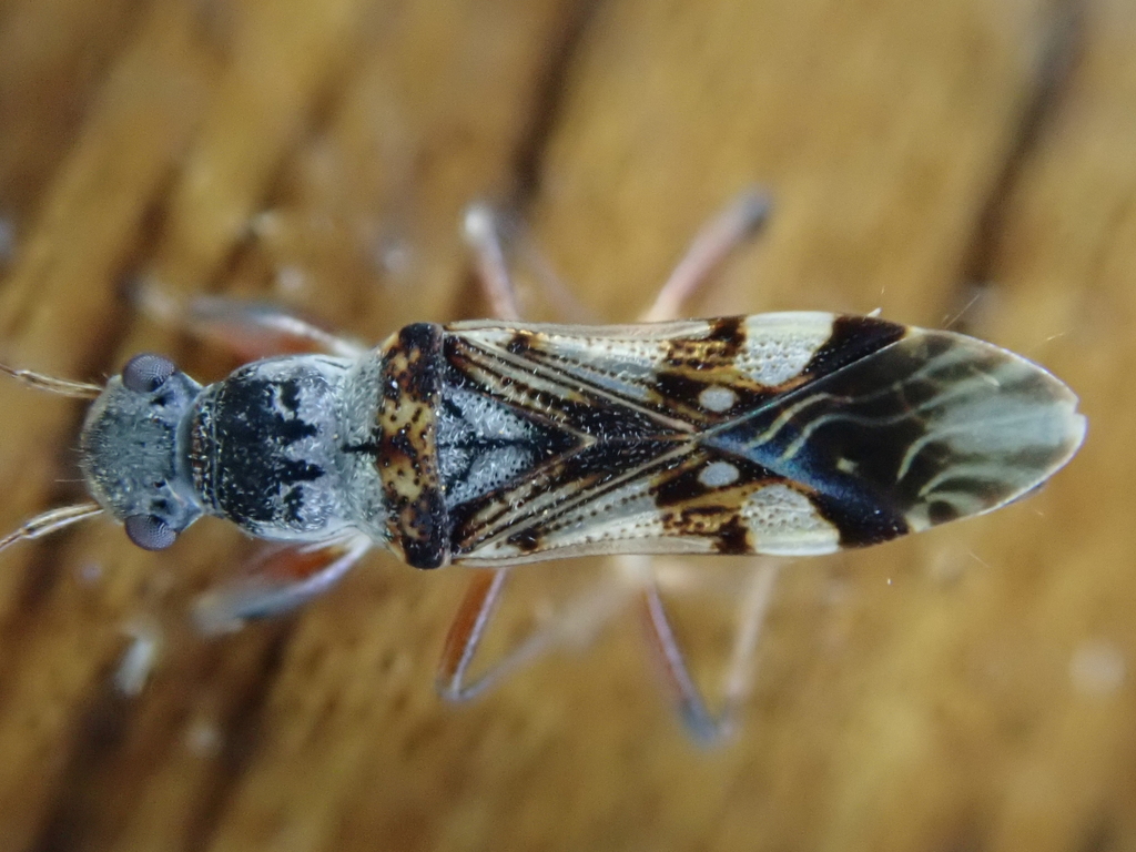 Gyndes woodwardi