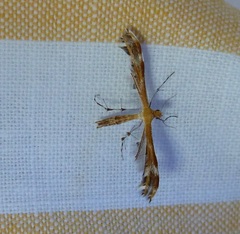 Dejongia californicus