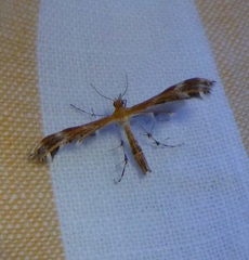 Dejongia californicus