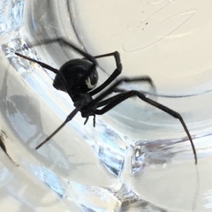 Latrodectus