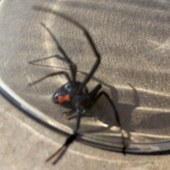 Latrodectus