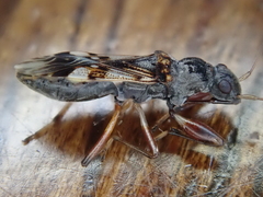 Gyndes