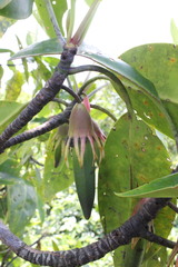 Bruguiera gymnorhiza
